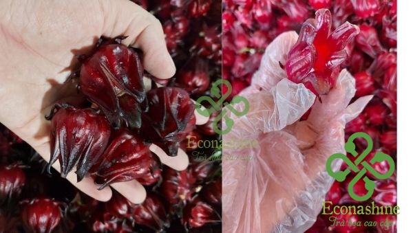 Trà Atiso Đỏ Eoconashine 30g - Ảnh 2