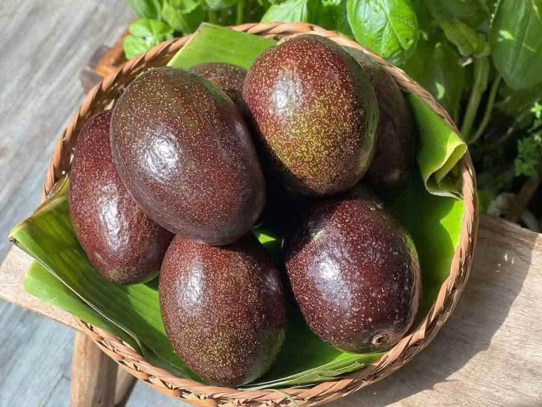 Bơ Cuba - Ảnh 2