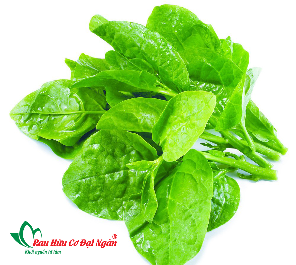 Rau Mồng Tơi Hữu Cơ Đại Ngàn - Ảnh 5
