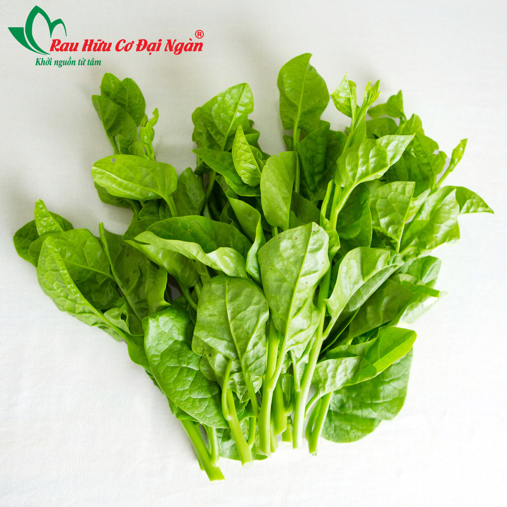 Rau Mồng Tơi Hữu Cơ Đại Ngàn
