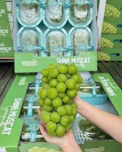 Nho Sữa Shine Mucat Capy