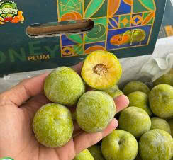 Mận Mật Ong