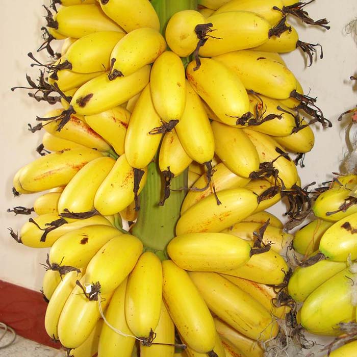 Chuối ngự Đại Hoàng