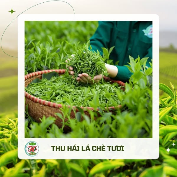 Hộp 2 ô tròn chè tôm nõn 500g ấm HTX Chè Hảo Đạt - Tân Cương Thái Nguyên - Ảnh 4